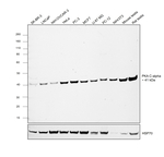 PKA alpha (catalytic subunit) Antibody in Western Blot (WB)