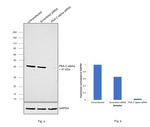 PKA alpha (catalytic subunit) Antibody in Western Blot (WB)