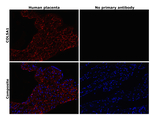 COL5A1 Antibody in Immunohistochemistry (Paraffin) (IHC (P))