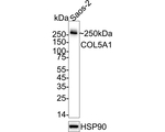 COL5A1 Antibody in Western Blot (WB)