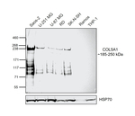 COL5A1 Antibody in Western Blot (WB)
