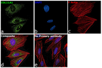 COL11A1 Recombinant Rabbit Monoclonal Antibody (JE40-84)
