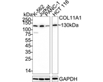COL11A1 Antibody in Western Blot (WB)