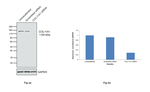 COL11A1 Antibody in Western Blot (WB)