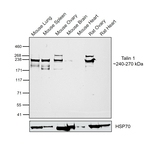 Talin 1 Antibody