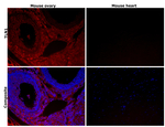 Talin 1 Antibody