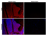 Talin 1 Antibody