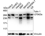 Talin 1 Antibody in Western Blot (WB)