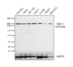 Talin 1 Antibody in Western Blot (WB)