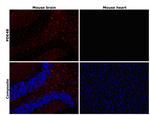 PDE4B Antibody in Immunohistochemistry (Paraffin) (IHC (P))