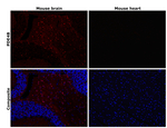 PDE4B Antibody in Immunohistochemistry (Paraffin) (IHC (P))