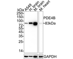 PDE4B Antibody in Western Blot (WB)