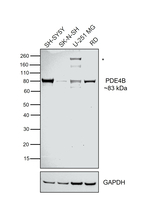 PDE4B Antibody in Western Blot (WB)