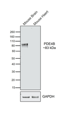 PDE4B Antibody in Western Blot (WB)