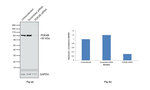 PDE4B Antibody in Western Blot (WB)