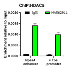 HDAC5 Antibody in ChIP Assay (ChIP)