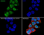 HDAC5 Antibody in Immunocytochemistry (ICC/IF)
