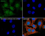HDAC5 Antibody in Immunocytochemistry (ICC/IF)