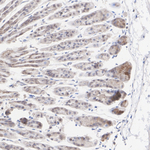 HDAC5 Antibody in Immunohistochemistry (Paraffin) (IHC (P))