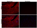 HDAC5 Antibody in Immunohistochemistry (Paraffin) (IHC (P))