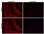 HDAC5 Antibody in Immunohistochemistry (Paraffin) (IHC (P))