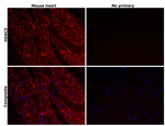 HDAC5 Antibody in Immunohistochemistry (Paraffin) (IHC (P))