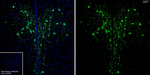 Oxytocin/Neurophysin I Antibody in Immunohistochemistry (Frozen) (IHC (F))