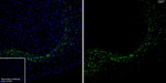 Oxytocin/Neurophysin I Antibody in Immunohistochemistry (Frozen) (IHC (F))