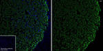 Oxytocin/Neurophysin I Antibody in Immunohistochemistry (Paraffin) (IHC (P))