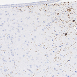 Oxytocin/Neurophysin I Antibody in Immunohistochemistry (Paraffin) (IHC (P))