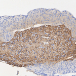 Oxytocin/Neurophysin I Antibody in Immunohistochemistry (Paraffin) (IHC (P))