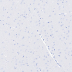 Oxytocin/Neurophysin I Antibody in Immunohistochemistry (Paraffin) (IHC (P))
