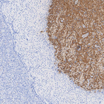 Oxytocin/Neurophysin I Antibody in Immunohistochemistry (Paraffin) (IHC (P))