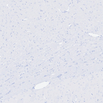 Oxytocin/Neurophysin I Antibody in Immunohistochemistry (Paraffin) (IHC (P))