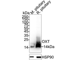Oxytocin/Neurophysin I Antibody in Western Blot (WB)