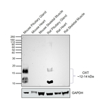 Oxytocin/Neurophysin I Antibody in Western Blot (WB)