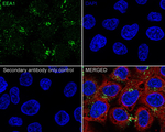 EEA1 Antibody in Immunocytochemistry (ICC/IF)