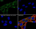 EEA1 Antibody in Immunocytochemistry (ICC/IF)