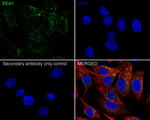 EEA1 Antibody in Immunocytochemistry (ICC/IF)