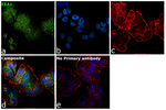 EEA1 Antibody in Immunocytochemistry (ICC/IF)