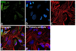 EEA1 Antibody in Immunocytochemistry (ICC/IF)
