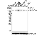 EEA1 Antibody in Western Blot (WB)