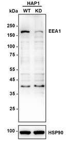 EEA1 Antibody in Western Blot (WB)