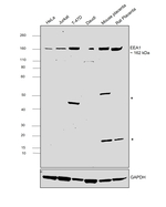 EEA1 Antibody in Western Blot (WB)