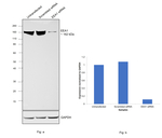 EEA1 Antibody in Western Blot (WB)