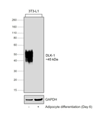 DLK1 Antibody