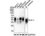 DLK1 Antibody in Western Blot (WB)