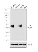 DLK1 Antibody in Western Blot (WB)
