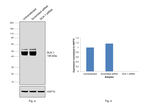 DLK1 Antibody in Western Blot (WB)