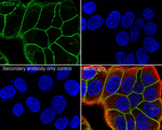 CD24 Antibody in Immunocytochemistry (ICC/IF)
